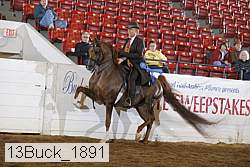 13buck_1891 thumbnail