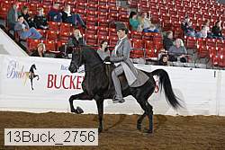 13buck_2756 thumbnail