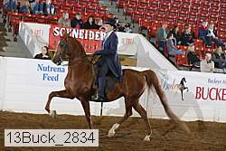 13buck_2834 thumbnail