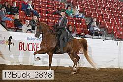 13buck_2838 thumbnail