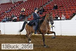 13buck_2856 thumbnail