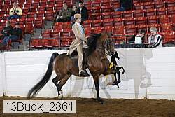 13buck_2861 thumbnail