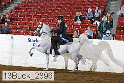 13buck_2896 thumbnail