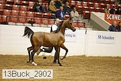 13buck_2902 thumbnail