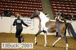 13buck_2991 thumbnail
