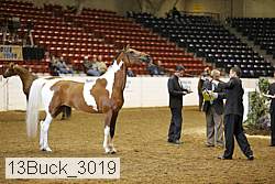 13buck_3019 thumbnail