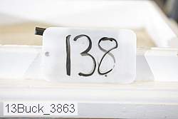 13buck_3863 thumbnail