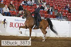 13buck_3873 thumbnail