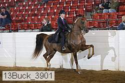 13buck_3901 thumbnail