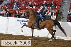 13buck_3908 thumbnail