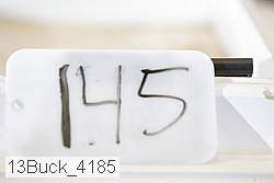 13buck_4185 thumbnail