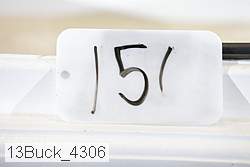 13buck_4306 thumbnail