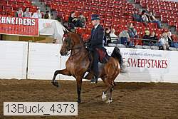 13buck_4373 thumbnail