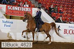 13buck_4623 thumbnail