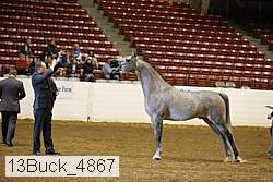 13buck_4867 thumbnail