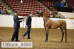 13buck_4880 thumbnail