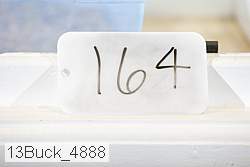 13buck_4888 thumbnail