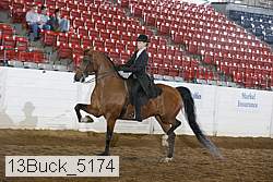 13buck_5174 thumbnail