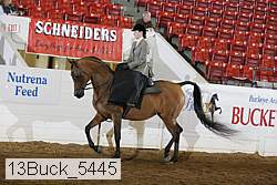 13buck_5445 thumbnail