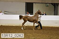 13r12_0242 thumbnail