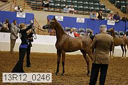 13r12_0246 thumbnail
