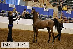 13r12_0247 thumbnail