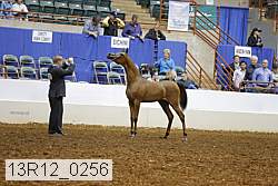 13r12_0256 thumbnail