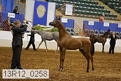 13r12_0258 thumbnail
