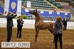 13r12_0260 thumbnail