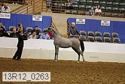 13r12_0263 thumbnail