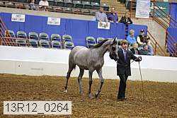 13r12_0264 thumbnail