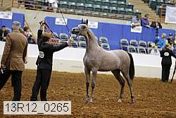 13r12_0265 thumbnail
