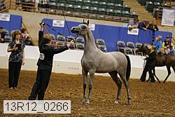 13r12_0266 thumbnail