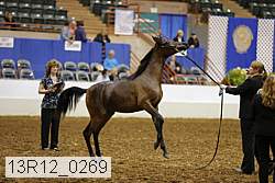 13r12_0269 thumbnail