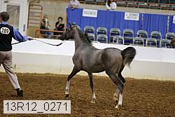13r12_0271 thumbnail