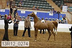 13r12_0274 thumbnail