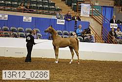 13r12_0286 thumbnail