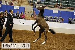 13r12_0291 thumbnail