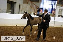 13r12_0294 thumbnail