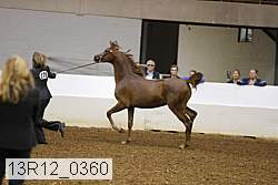13r12_0360 thumbnail