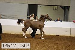 13r12_0363 thumbnail