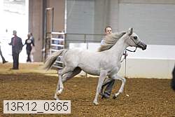 13r12_0365 thumbnail