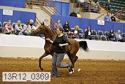 13r12_0369 thumbnail