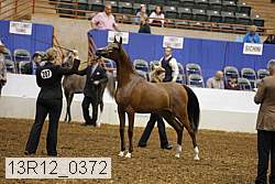 13r12_0372 thumbnail