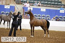 13r12_0373 thumbnail