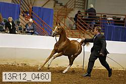 13r12_0460 thumbnail