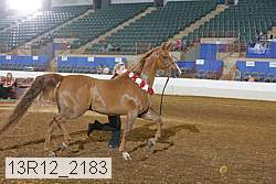 13r12_2183 thumbnail