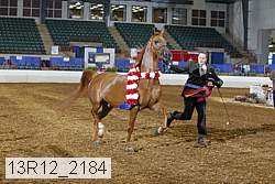 13r12_2184 thumbnail