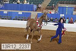 13r12_2237 thumbnail