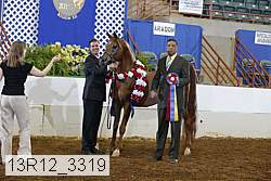 13r12_3319 thumbnail